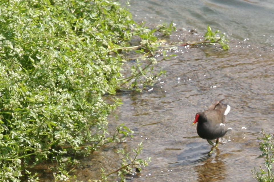 Gallinella d''acqua